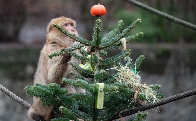 В зоопарке Берлина животные съели новогодние елки: фото