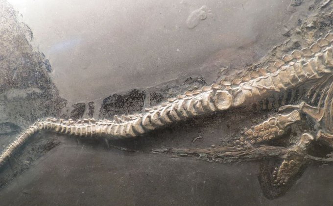 Ученые реконструировали череп "морского чудовища" в 3D - фото