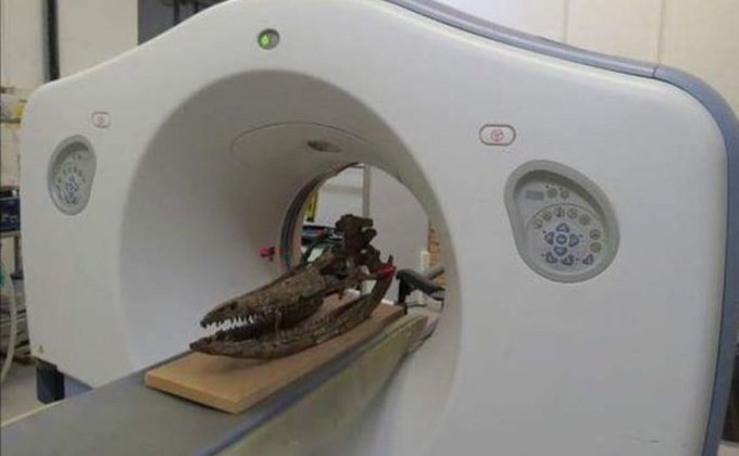 Ученые реконструировали череп "морского чудовища" в 3D - фото