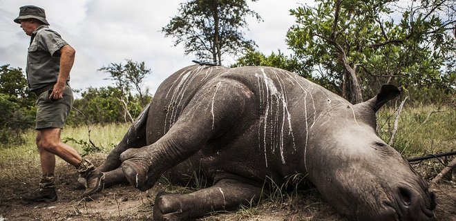 В парке Южной Африки от удара током погибли 6 крупных животных - Фото