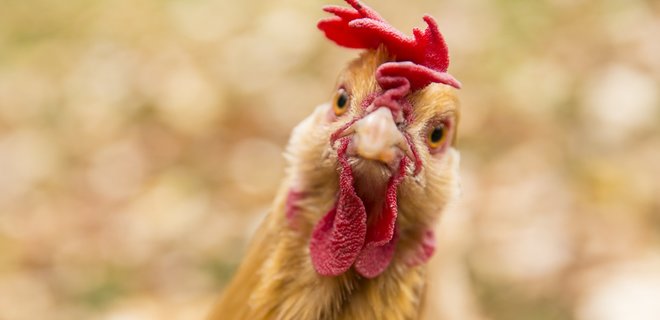В Британии создали кур, несущих яйца для лечения рака - Фото