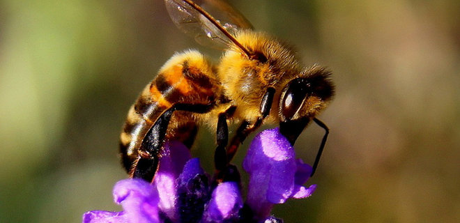 Пчелы могут складывать и вычитать - ученые - Фото