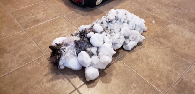В США спасли кошку, превратившуюся в кусок льда: фото - Фото