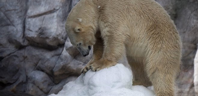 В архангельской области РФ ввели режим ЧС из-за белых медведей - Фото