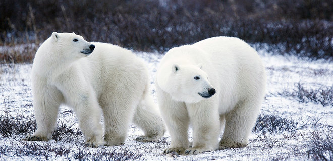 Белые медведи ушли из российского поселка - Фото