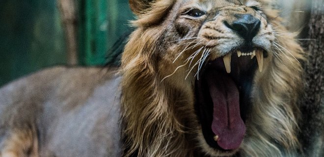 В Чехии погиб мужчина, который решил разводить львов у себя дома - Фото
