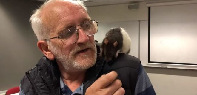 В Австралии бездомный потерял ручную крысу: полиция ее вернула - Фото