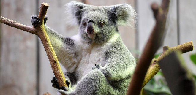 Австралия: десятки мертвых коал обнаружены в вырубленном лесу - Фото