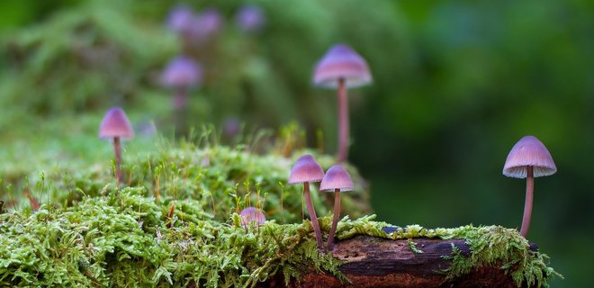 В двух городах США можно легально покушать психоделических грибов - Фото