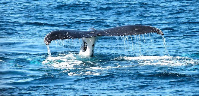 Япония спустя десятилетия возобновила охоту на китов - Фото