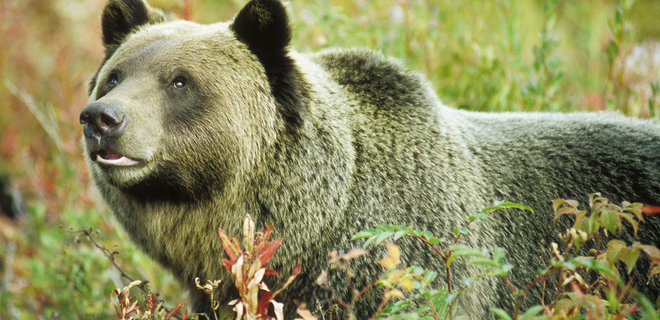 В Румынии на украинских туристов напал медведь. Они поранились, спасаясь бегством - Фото