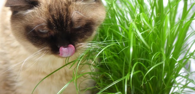 Ученые объяснили, почему кошки едят траву - Фото