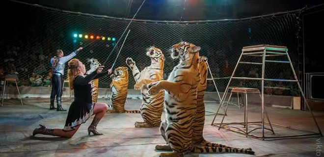 Впервые в Украине суд запретил цирку эксплуатировать животных - Фото