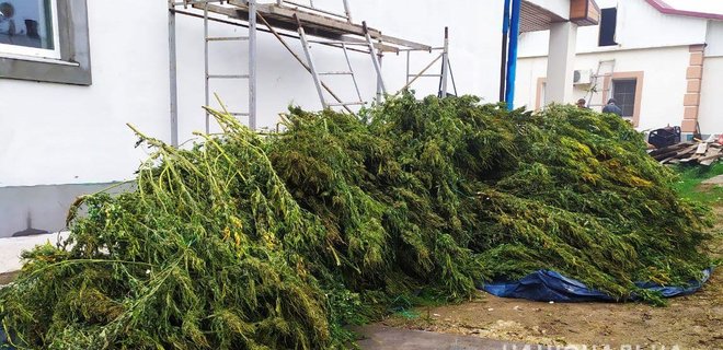 В Херсоне полицейские изъяли у зятя и тестя 60 кг марихуаны: фото - Фото