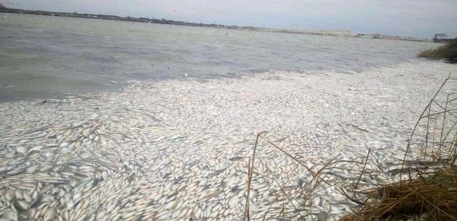 Херсонская область. Возле порта массово гибнет рыба: фото - Фото