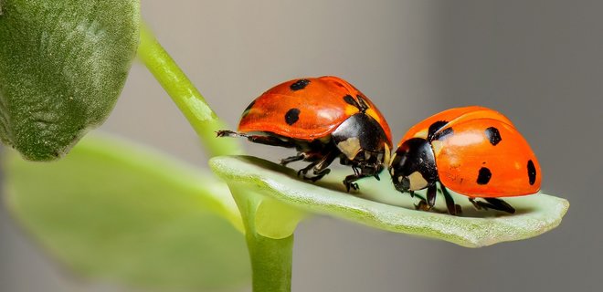Ученые Германии бьют в набат: с лугов исчезло две трети насекомых - Фото