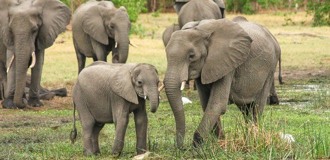 Токсины в воде убили более 300 слонов в Ботсване  - Фото