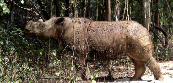В Малайзии умер последний суматранский носорог - Фото