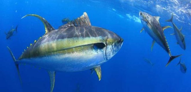 Рыбам тяжело дышать: в океане не хватает кислорода – ученые - Фото