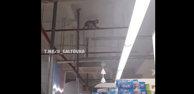 В харьковском супермаркете персонал ловил обезьяну: видео - Фото