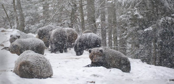 Теплая зима. В Карпатах не могут уснуть медведи – фото - Фото