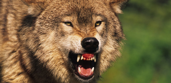 В Европу возвращаются дикие волки: съели домашнего кенгуру - Фото