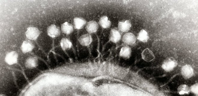 NASA отправит вирусы-хищники с бактериями-жертвами в космос - Фото