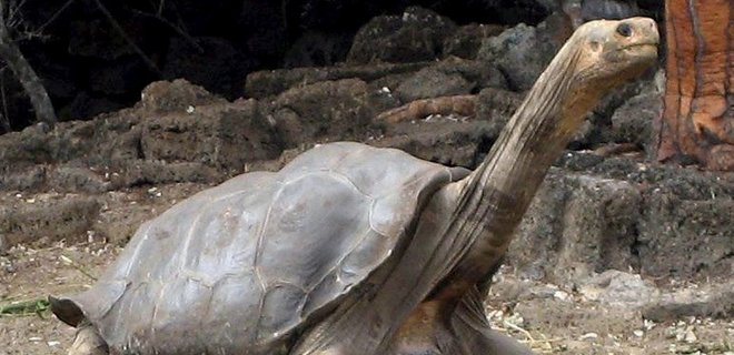 На Галапагосских островах нашли потомков вымерших черепах - Фото