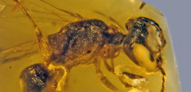 В янтаре нашли пчелу: более древние науке неизвестны - фото - Фото