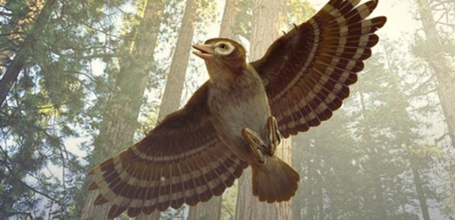 Ученые нашли в янтаре фрагмент крыла доисторической птицы - Фото