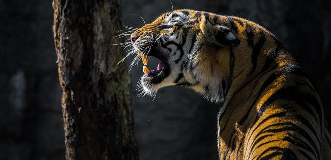 В Швейцарии амурская тигрица убила сотрудницу зоопарка на глазах у посетителей - Фото