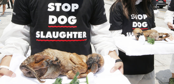 Уроки коронавируса. В китайском Шэньчжэне с 1 мая – запрет есть кошек и собак - Фото