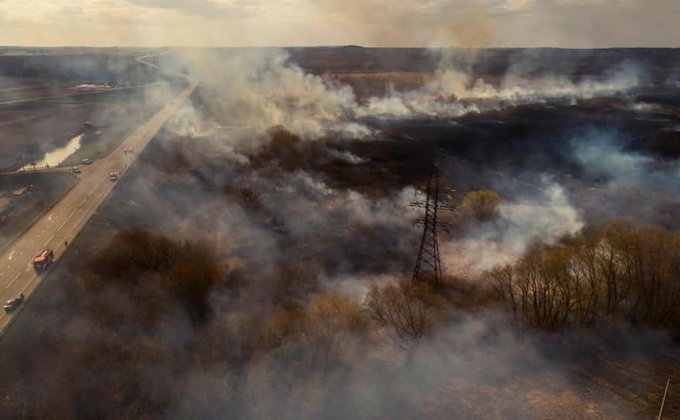 Животных сожгли живьем. В Киевской области показали последствия поджога сухостоя