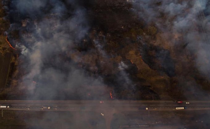 Животных сожгли живьем. В Киевской области показали последствия поджога сухостоя