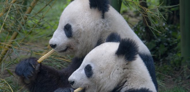 В Гонконге панды не спаривались 10 лет. Начали после закрытия парка на карантин - Фото