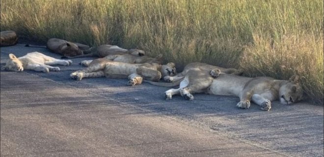 Львы в ЮАР воспользовались карантином и уснули на автодороге: фото из нацпарка - Фото