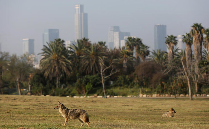 Карантин. В Израиле шакалы "оккупировали" пустой парк – фото