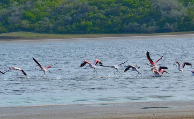 Из Африки. В Одесскую область прилетели розовые фламинго – фото
