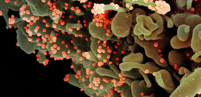 Ученые выяснили, за счет чего ремдесивир уничтожает коронавирусную инфекцию - Фото