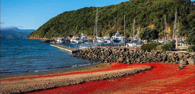 Новозеландские пляжи покраснели от миллионов выброшенных на берег омаров: фото - Фото