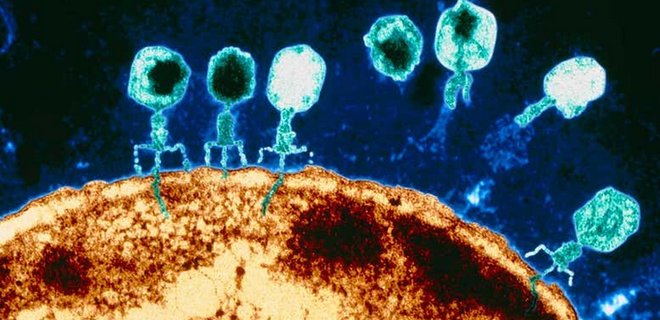 Коронавирус. Ученые призвали помогать больным, дав им подышать вирусом-хищником - Фото