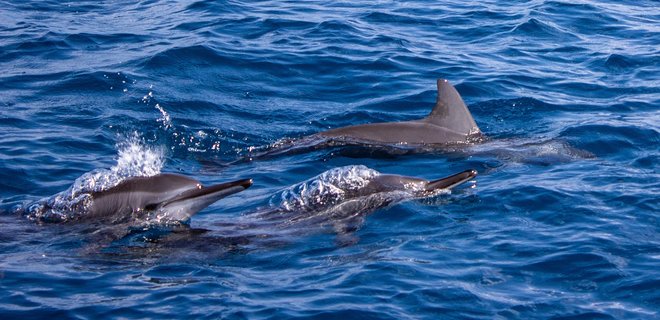 Киты и дельфины находятся под угрозой исчезновения – ученые - Фото