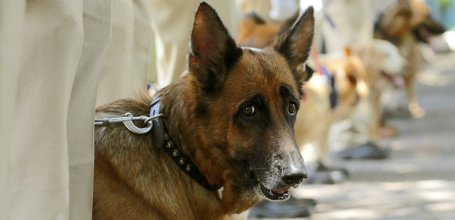 В Австрии разрабатывают новый способ диагностики COVID-19 – тренируют собаку - Фото