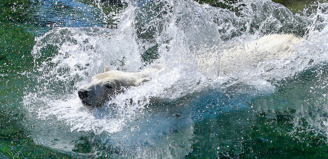 К 2100 году белые медведи могут погибнуть – климатологи - Фото