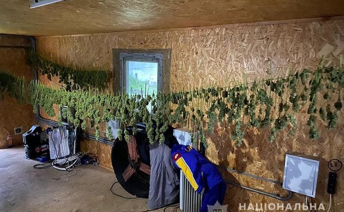 Киевлянин вырастил 440 кустов каннабиса в теплице - фото