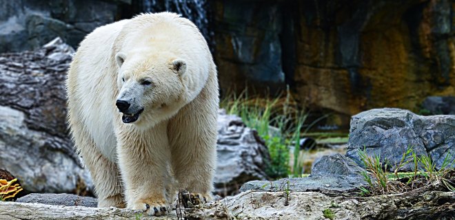 На Шпицбергене белый медведь убил управляющего лагерем, который отпугивал медведей - Фото