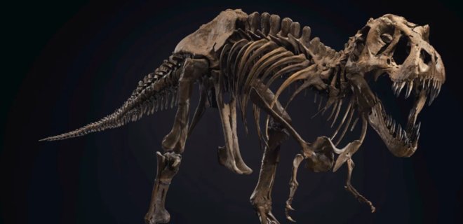В США выставили на аукцион скелет тиранозавра Стэна за $8 млн — видео - Фото