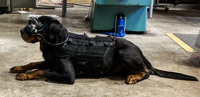 В армии США начали тренировать военных собак с помощью очков дополненной реальности – фото - Фото