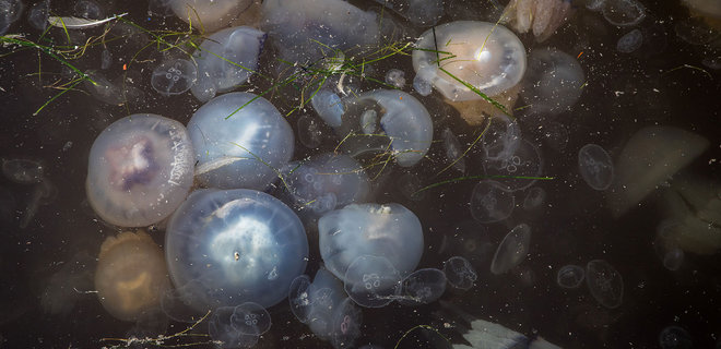 В Одессе акваторию морского порта оккупировали сотни медуз: фото, видео - Фото