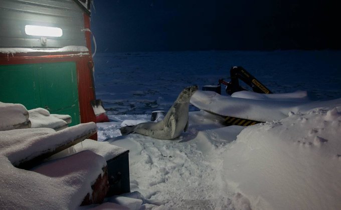 Антарктида. К украинским полярникам приполз в гости возбужденный тюлень – фото, видео